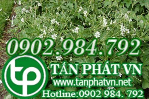 Phong quỳ bò viêm họng, sưng amygdal, viêm túi mật Phong quỳ bò viêm họng, sưng amygdal, viêm túi mật