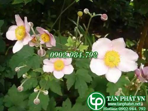 Phong quỳ trị đau nhức xương khớp, gẫy xương