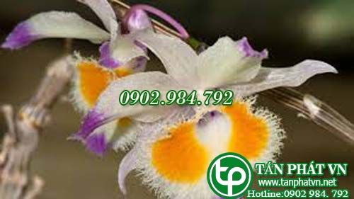 Phương dung trị sốt cao, miệng khô