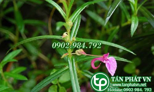Phương tiên trung quốc trị ung sang thũng độc, bóng lửa, trị lậu