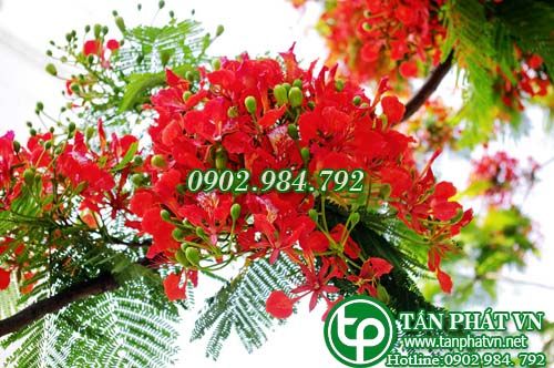 Phượng trị sốt rét, tê thấp, đầy bụng Phượng trị sốt rét, tê thấp, đầy bụng
