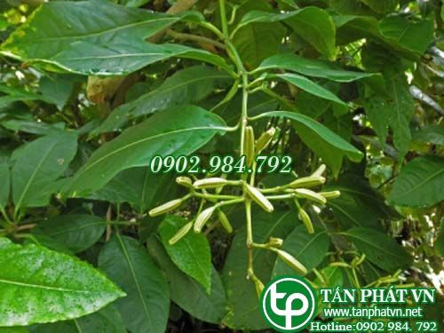 Pison hoa tán trị đái đường, trị băng huyết