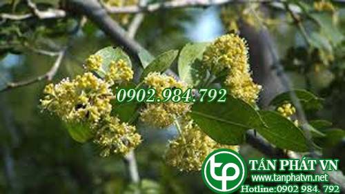 Pison trị sưng viêm, thấp khớp