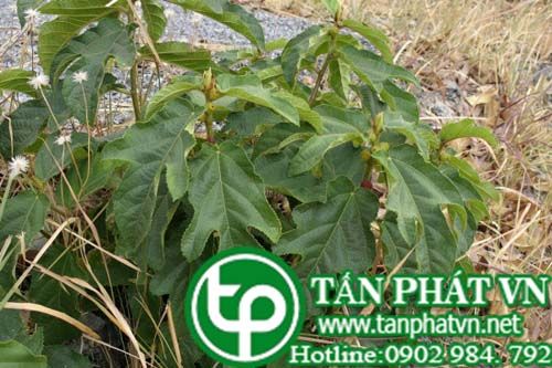 Cây ngoại khỉ trị phong thấp đau xương, bế kinh, sản hậu ứ huyết Cây ngoại khỉ trị phong thấp đau xương, bế kinh, sản hậu ứ huyết