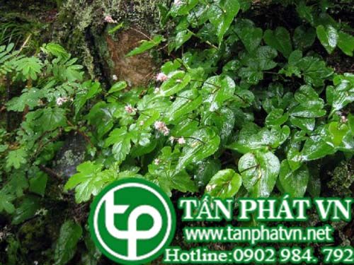 Nghể bào trị rắn độc cắn, ghẻ lở Nghể bào trị rắn độc cắn, ghẻ lở