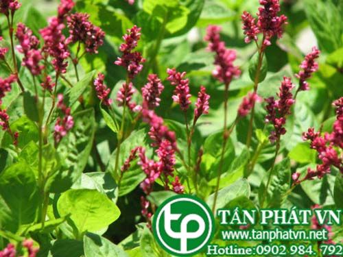 Nghể chàm trị viêm họng cấp, viêm amygdal, viêm lợi Nghể chàm trị viêm họng cấp, viêm amygdal, viêm lợi