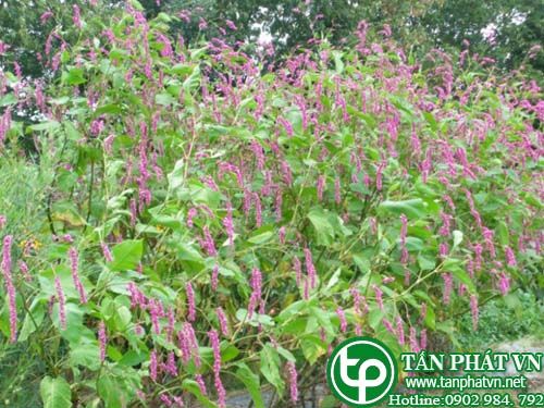 Nghể đông trị đau dạ dày, trướng bụng, xơ gan cổ trướng Nghể đông trị đau dạ dày, trướng bụng, xơ gan cổ trướng
