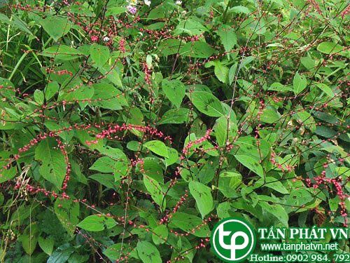 Nghể hình sợi lông ngắn trị gẫy xương, đau lưng, đau bụng kinh Nghể hình sợi lông ngắn trị gẫy xương, đau lưng, đau bụng kinh