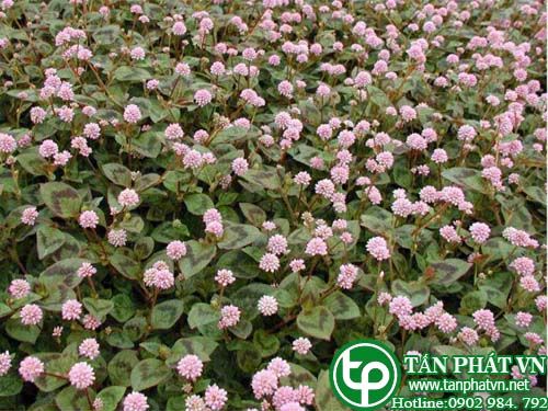 Nghể hoa đầu trị  lỵ, viêm bể thận, viêm bàng quang