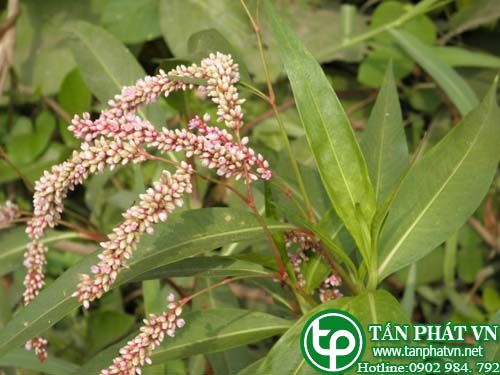 Nghể nhẵn trị rắn cắn, đau bụng, hạ sốt Nghể nhẵn trị rắn cắn, đau bụng, hạ sốt