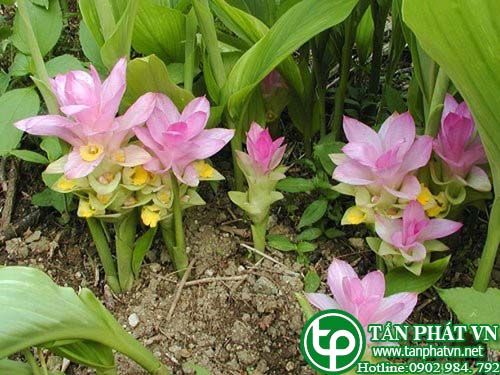 Nghệ trắng trị tức ngực, trướng bụng, chảy máu cam, đái ra máu