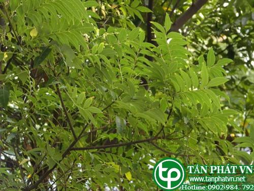 Ngô thù du lá xoan trị đau dạ dày, đau đầu, đau tim