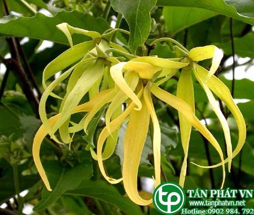 Ngọc lan tây trị sốt rét, chữa hen, trị ghẻ
