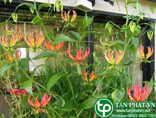 Ngót ngẻo trị bệnh phong, trĩ, da bụng, rắn cắn Ngót ngẻo trị bệnh phong, trĩ, da bụng, rắn cắn