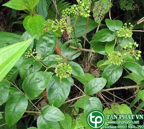 Ngũ gia bì tri thận hư yếu, gầy mất sức, lưng đau mỏi Ngũ gia bì tri thận hư yếu, gầy mất sức, lưng đau mỏi