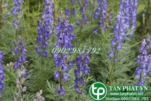 Cây ô đầu trị nhức mỏi chân tay, tê bại, đau khớp Cây ô đầu trị nhức mỏi chân tay, tê bại, đau khớp