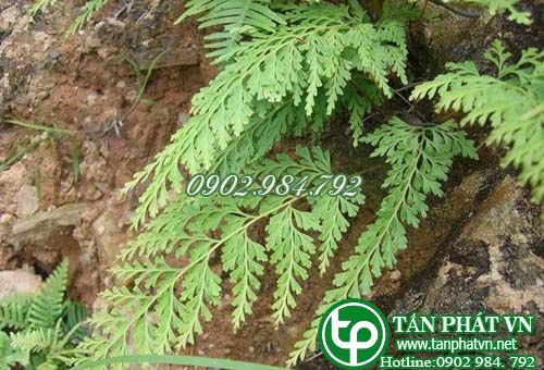 Cây ô quyết giúp thanh nhiệt, trị sốt, lị, viêm ruột Cây ô quyết giúp thanh nhiệt, trị sốt, lị, viêm ruột