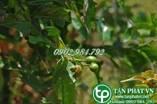 Nuốt lá cò ke trị ỉa chảy Nuốt lá cò ke trị ỉa chảy