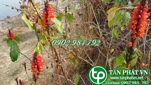 Cây ô rô lủa hoa cong trị chóng mặt, ngực bụng có báng