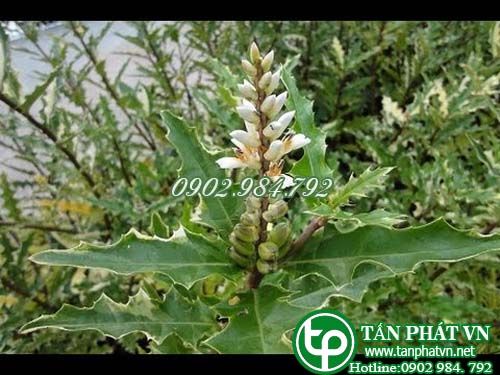 Cây ô rô nước trị long đờm, gan lách sưng to