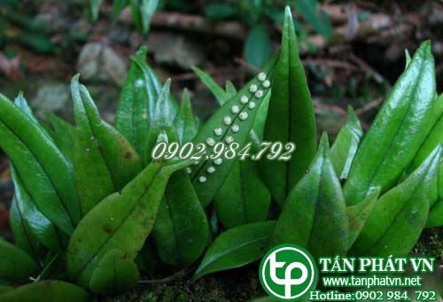 Ô vẩy trị viêm đường tiết niệu, sỏi, ho, viêm phế quản, đánh trống ngực Ô vẩy trị viêm đường tiết niệu, sỏi, ho, viêm phế quản, đánh trống ngực