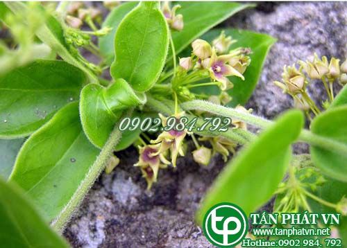Oa nhi đằng trị phong thấp, đau gân cốt, đòng ngã ứ