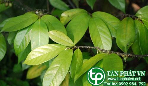Nhọc đen trị viêm dạ dày, chân tay yếu mỏi, di tinh