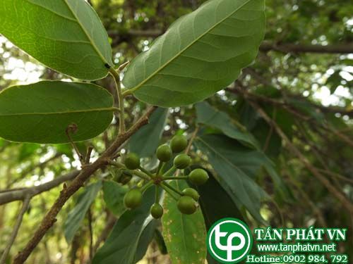 Cây nhọc trị ban