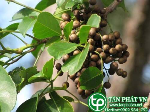 Cây nhội trị ỉa chảy, khí hư, viêm âm đạo Cây nhội trị ỉa chảy, khí hư, viêm âm đạo