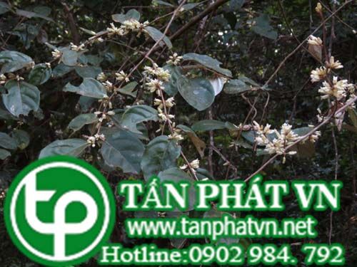 Cây nhót làm mứt, nấu canh chua