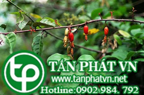 Nhót loureiro trị hen, viêm khí quản, đau dạ dày
