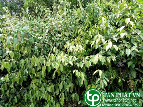 Cây nhót núi trị khớp xương, đòn ngã ứ đau, thổ huyết Cây nhót núi trị khớp xương, đòn ngã ứ đau, thổ huyết