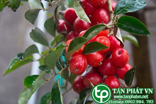 Nhót rừng chữa bệnh tràng nhạc Nhót rừng chữa bệnh tràng nhạc