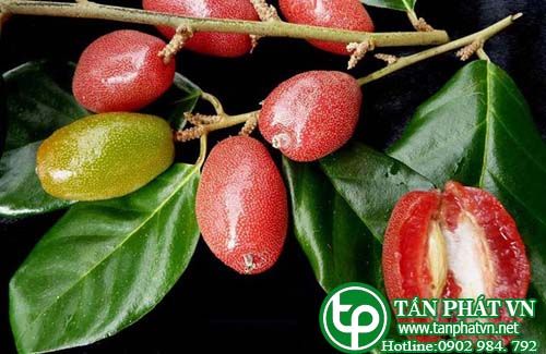 Cây nhót trị ỉa chảy, hẽn suyễn, khạc ra máu Cây nhót trị ỉa chảy, hẽn suyễn, khạc ra máu