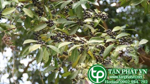 Nhựa ruồi lá nhỏ trị cảm, sốt cao, sưng họng, sưng amydal Nhựa ruồi lá nhỏ trị cảm, sốt cao, sưng họng, sưng amydal