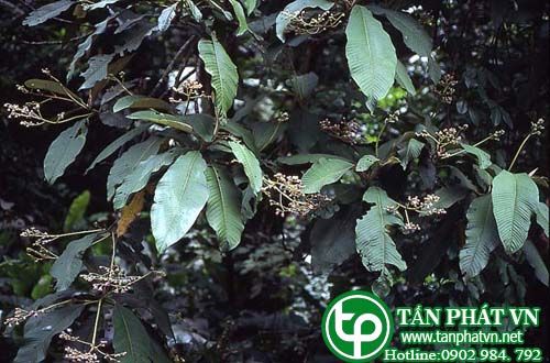 Nóng neepan làm thuốc đắp rút gai, dằm, mảnh vụn găm vào thịt