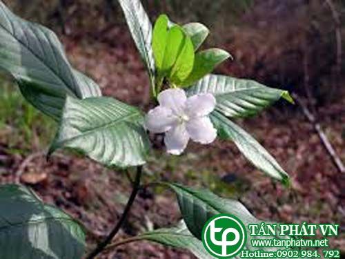 Nụ đinh chữa phong trừ thấp, bổ thận cương thân Nụ đinh chữa phong trừ thấp, bổ thận cương thân