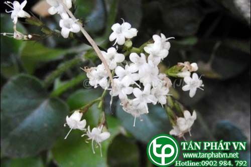 Nữ lang nhện chữa đau dạ dày Nữ lang nhện chữa đau dạ dày