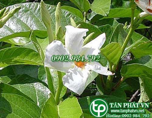 Quặn hoa Yersin chữa gân cốt đau nhức, thận hư, đau lưng, cao huyết áp Quặn hoa Yersin chữa gân cốt đau nhức, thận hư, đau lưng, cao huyết áp