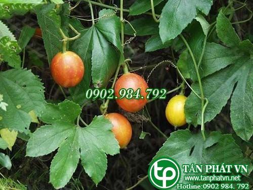 Qua lâu giúp tiêu khát, đái thái đường, mụn nhọt