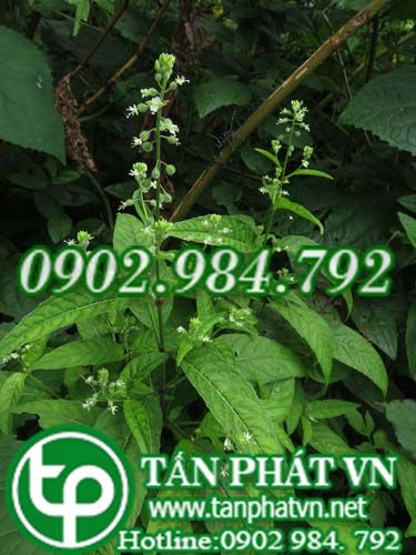 Quái thảo mềm giúp làm liền sẹo