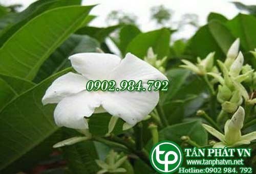 Quao nước điều kinh, thông kinh, vàng da, xơ gan cổ trướng Quao nước điều kinh, thông kinh, vàng da, xơ gan cổ trướng