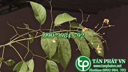 Quao tri bệnh sốt, bọ cạp cắn