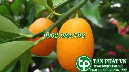 Quất làm thuốc chữa gan, viêm họng, ho Quất làm thuốc chữa gan, viêm họng, ho