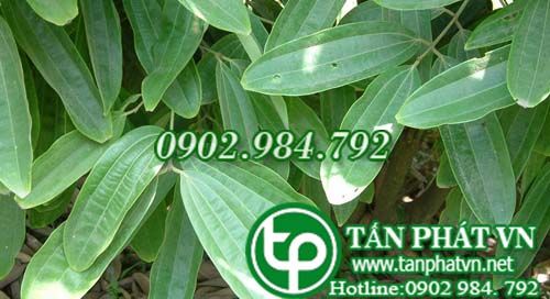 Quế bắc bộ làm chữa thận đau lưng, cảm mạo Quế bắc bộ làm chữa thận đau lưng, cảm mạo
