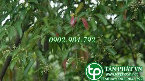 Quế Bon trị cảm lạnh, ỉa chảy Quế Bon trị cảm lạnh, ỉa chảy