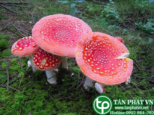 Nấm đỏ dùng để diệt ruồi