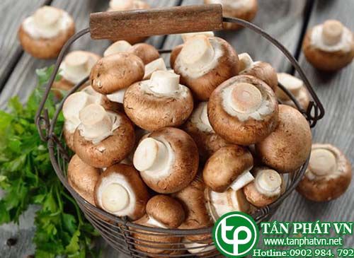 Nấm hương chữa bệnh chảy máu, đại tiểu tiện ra máu