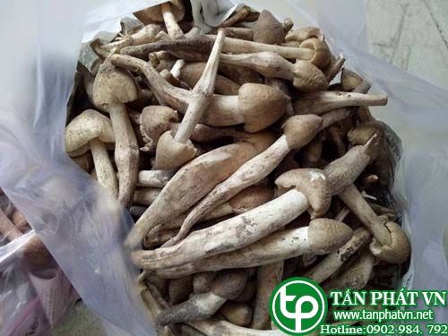 Nấm mối dùng làm thực phẩm rất ngon Nấm mối dùng làm thực phẩm rất ngon