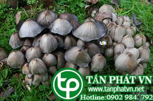 Nấm mực trị thũng độc, sưng đau, mụn nhọt Nấm mực trị thũng độc, sưng đau, mụn nhọt
